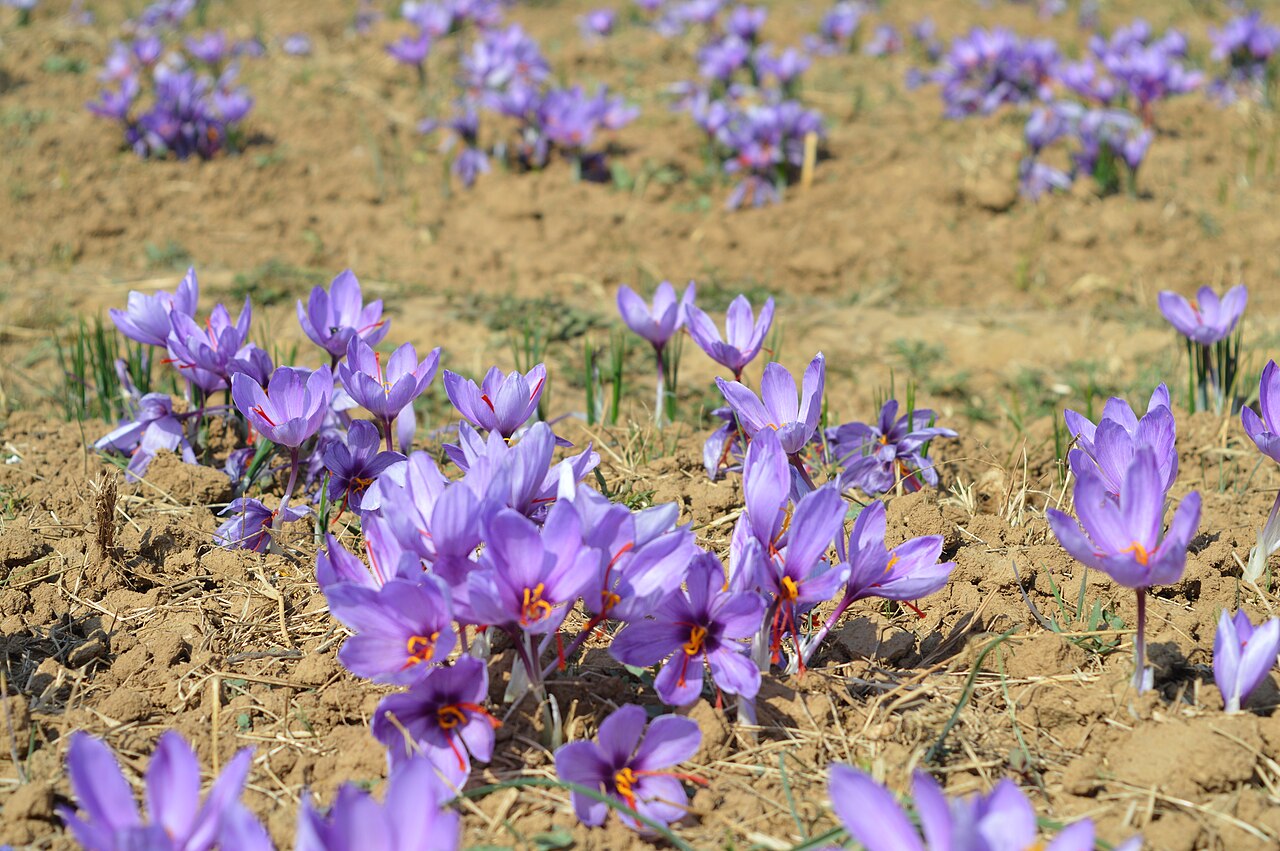 Purple saffron crocus flowers growing in a field in Pampore, Kashmir