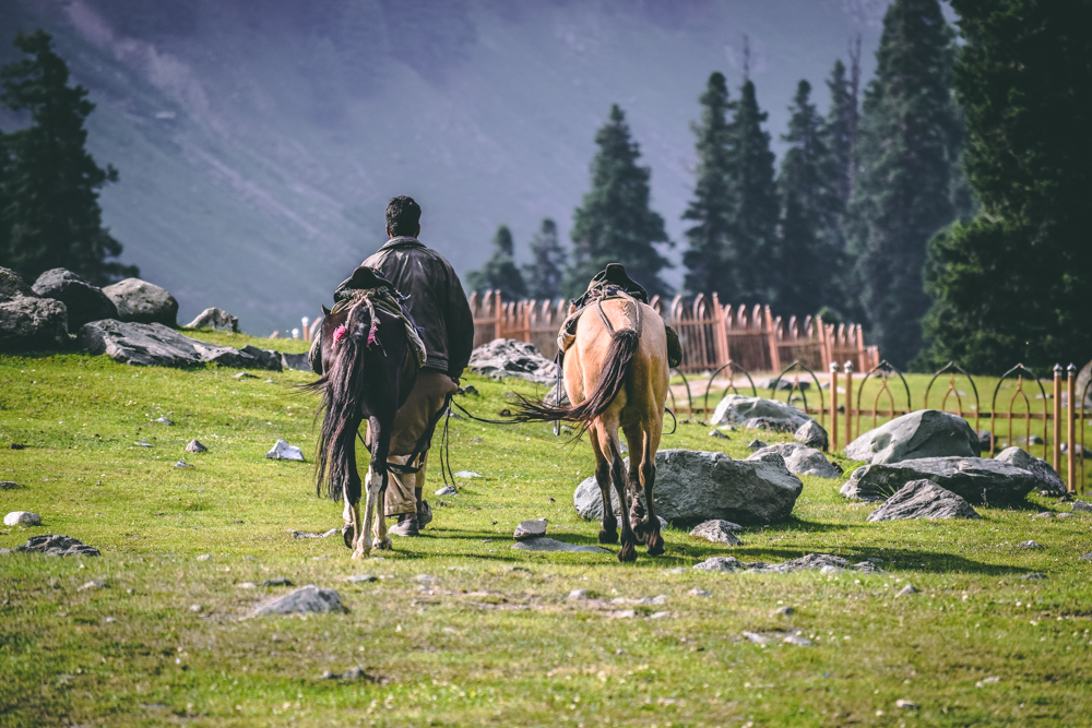A horse rider leading a second horse through a meadow in Sonamarg